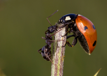 Siebenpunkt-Marienkäfer (Coccinella septempunctata) - © Gernot Kunz